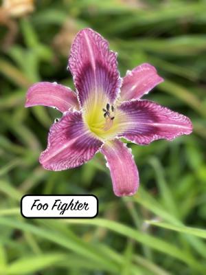 Foo Fighter