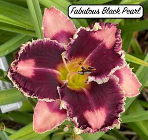 Fabulous Black Pearl