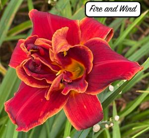 Fire and Wind