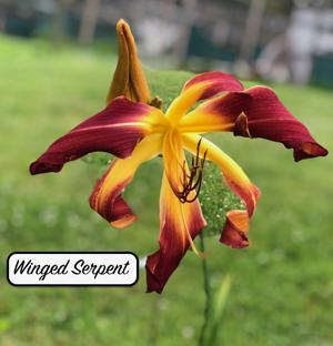 Winged Serpent