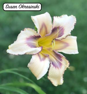Susan Okrasinski