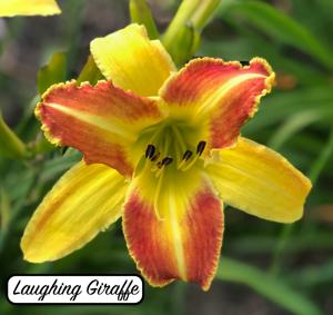 Laughing Giraffe