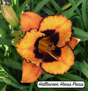 Halloween Hocus Pocus