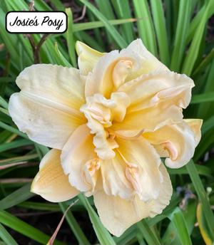 Josie's Posy