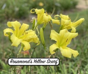 Rosamond's Yellow Scarf