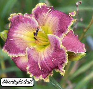 Moonlight Sail