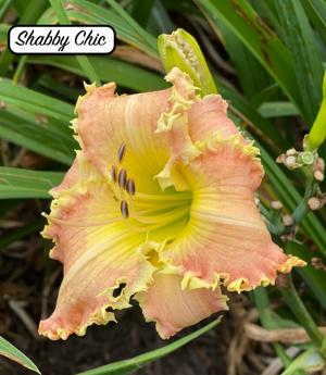Shabby Chic