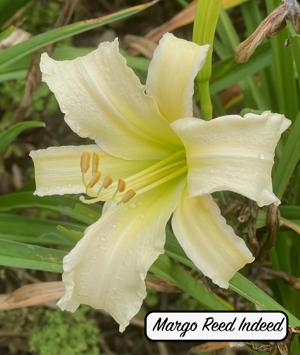 Margo Reed Indeed