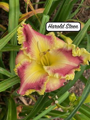 Harold Steen