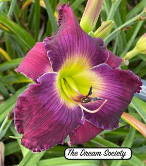The Dream Society