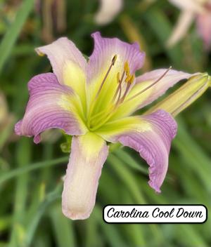 Carolina Cool Down