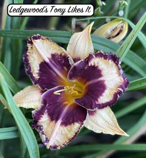 Ledgewood's Tony  Likes It