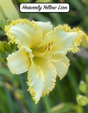 Heavenly Yellow Lion