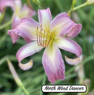 North Wind Dancer