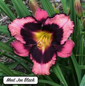 Meet Joe Black