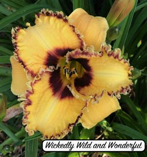 Wickedly Wild and Wonderful