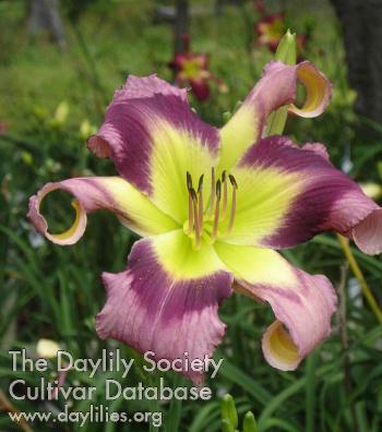 CRAZY MISS DAISY