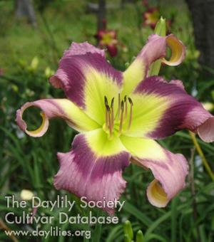 Crazy Miss Daisy