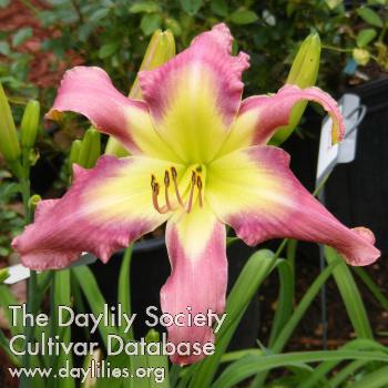 Sidewinder_Oh_Seven