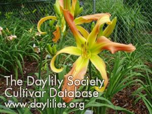 Small World Laughing All the Way