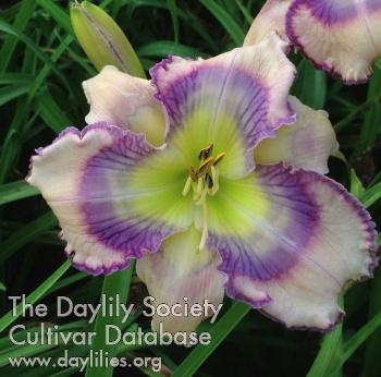 SPIRITUAL GIFT