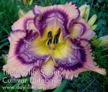 Small_World_Wild_and_Wonderful_1666205937