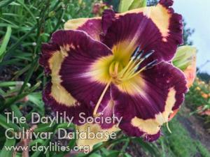 Orene's Petals