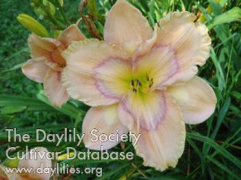 Fairie Storie Grumpy