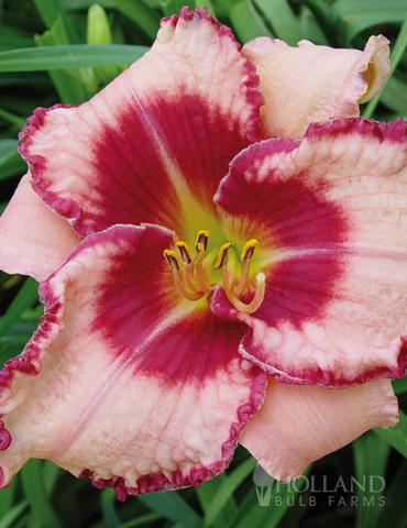 86109-dare-to-love-daylily