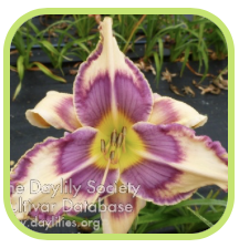 Violet Pinwheels_jpg