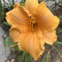 Mary's Gold