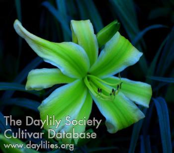 GREEN-RIBBONS