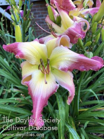 Judy_Davisson_1611596999