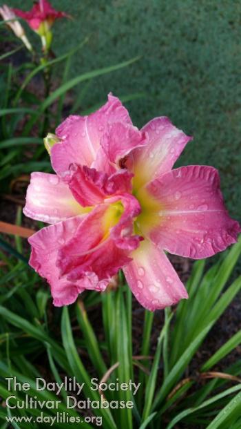 MarthaLynnCarpenter_1542649926
