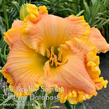 Peach_Sorbet_1624401948