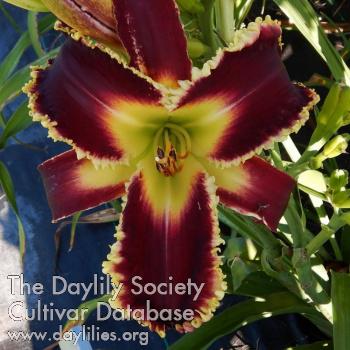 Jagged_Jewel_1670365765