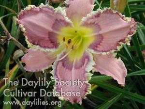 Lily Among Thorns