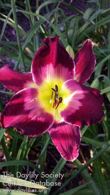 LeapYearLana_1497498453