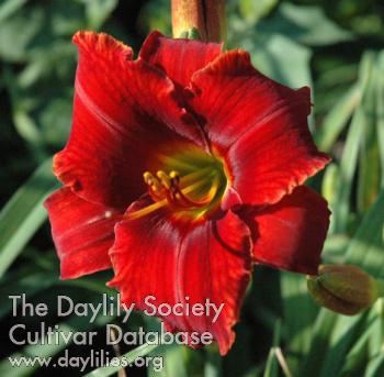 windyhills_designer_red