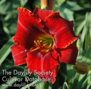 Windyhills Designer Red